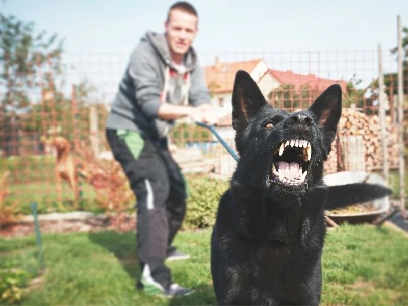 Are Landlords Liable For Tenants Dogs